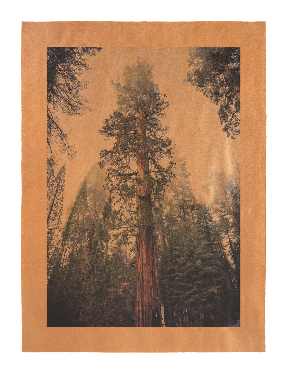 Sequoia Song, Sequoia National Park, California