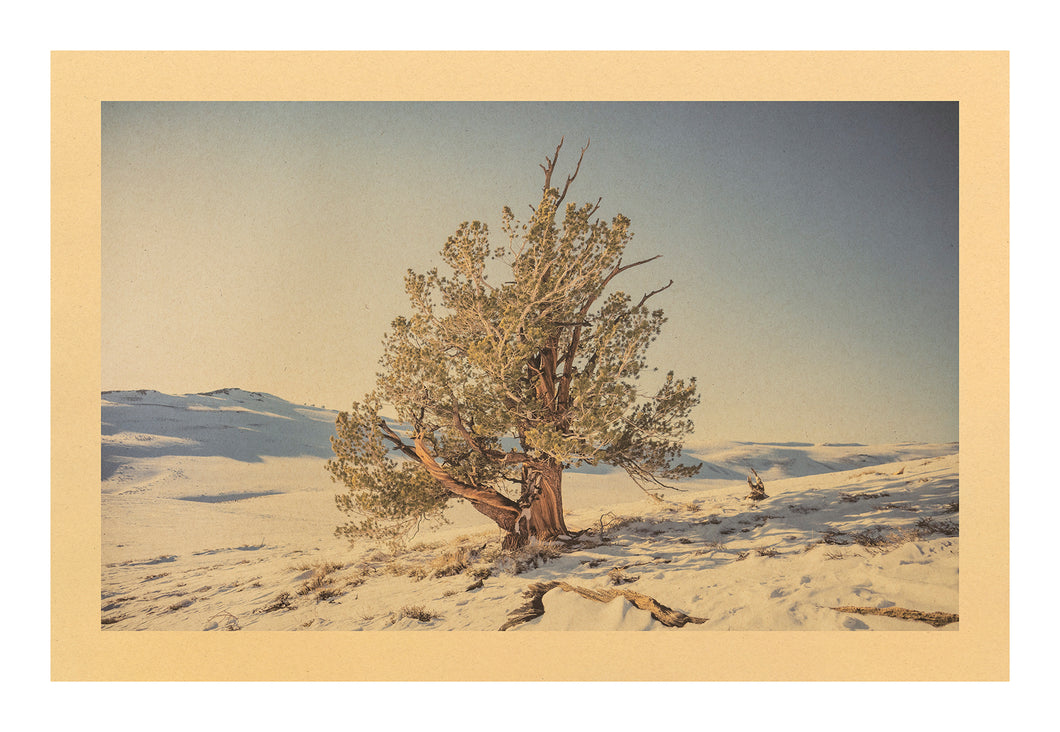 Song of the Center of the World, Bristlecone Pine National Forest