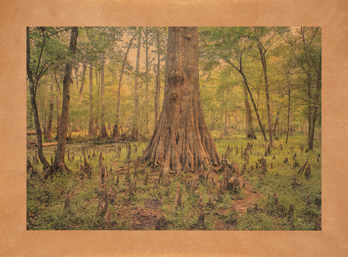 Erich's Song, Gilchrist Springs, Florida