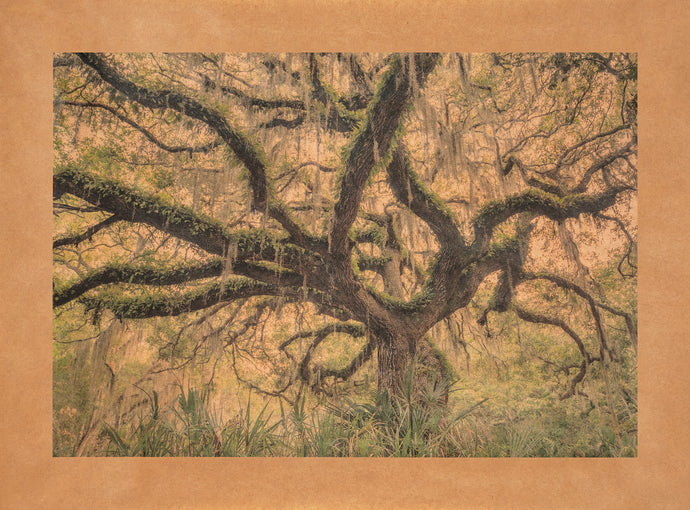 Ancestor's Sky Dance, Amelia Island, Florida