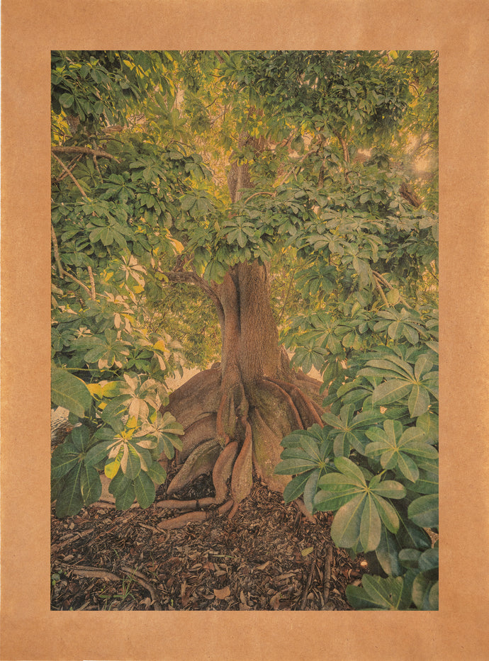 Root Song, Fairchild Botanical Garden, Florida