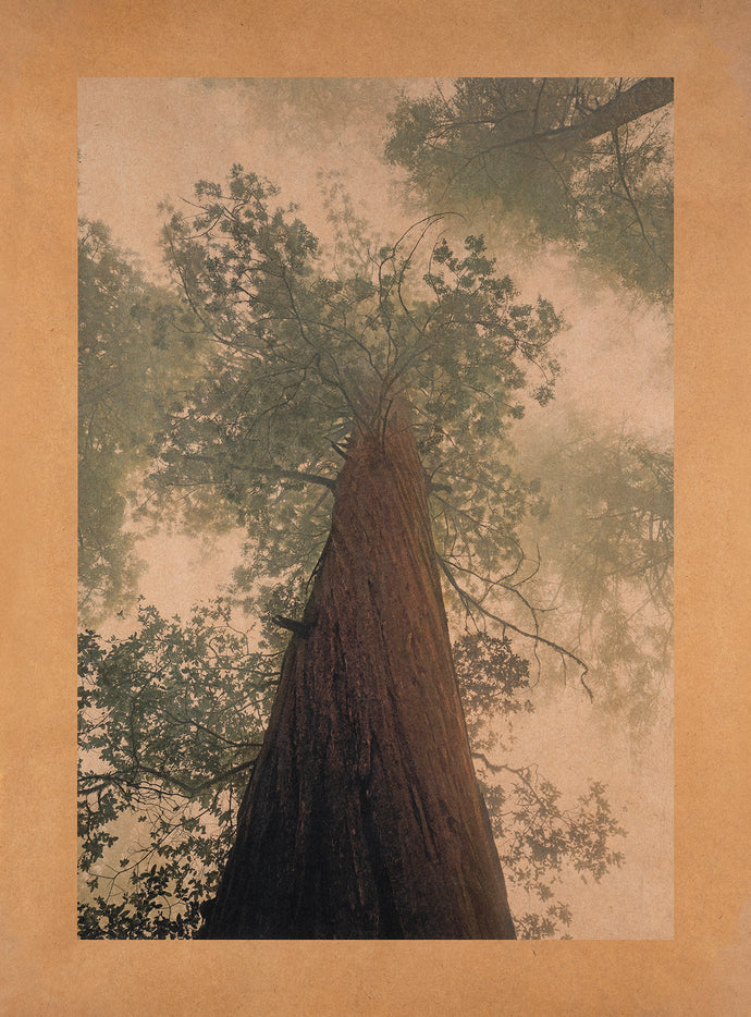 Redwood National Park, California