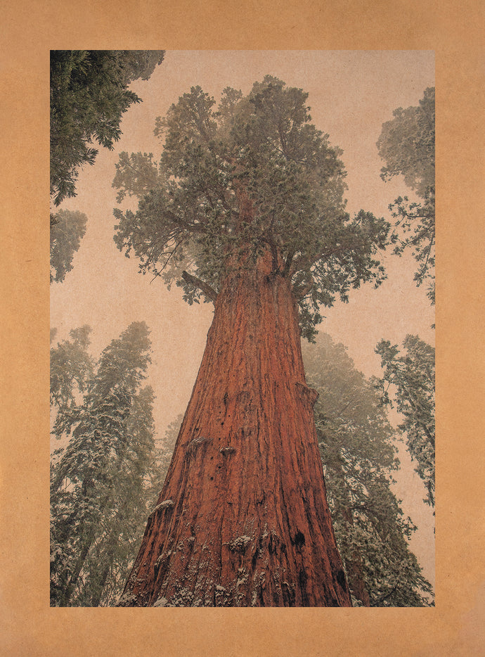 Sequoia National Park, California