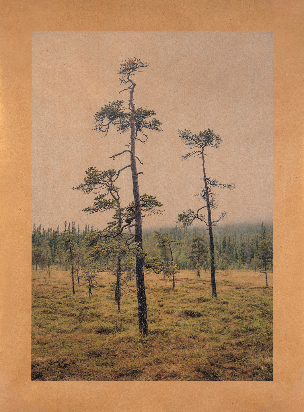 Remembering Song, Fullufjallet National Park, Sweden