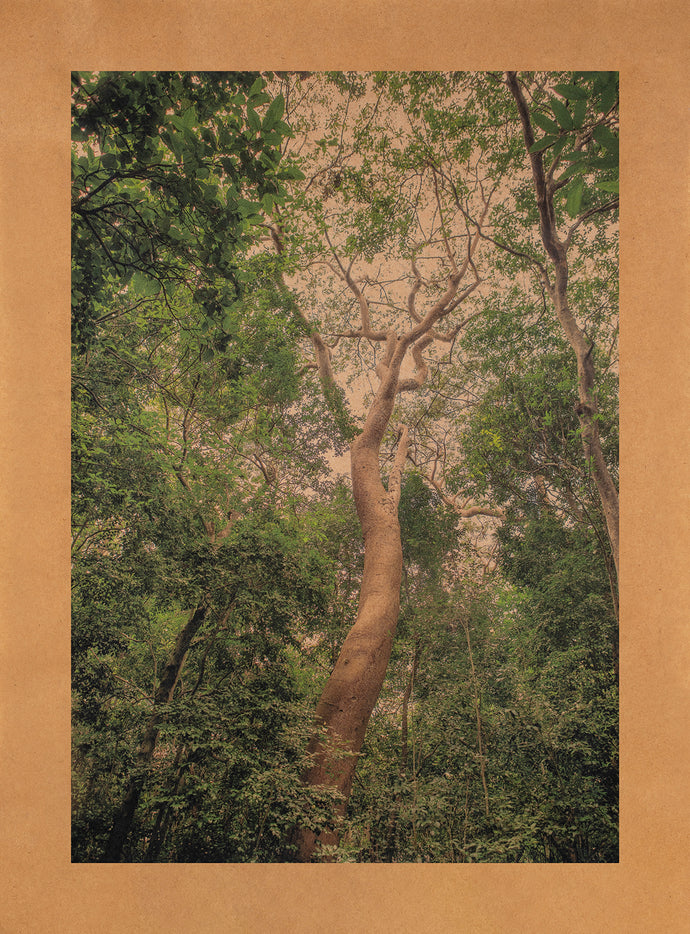 Coral Gables Gumbo Limbo, Miami, Florida