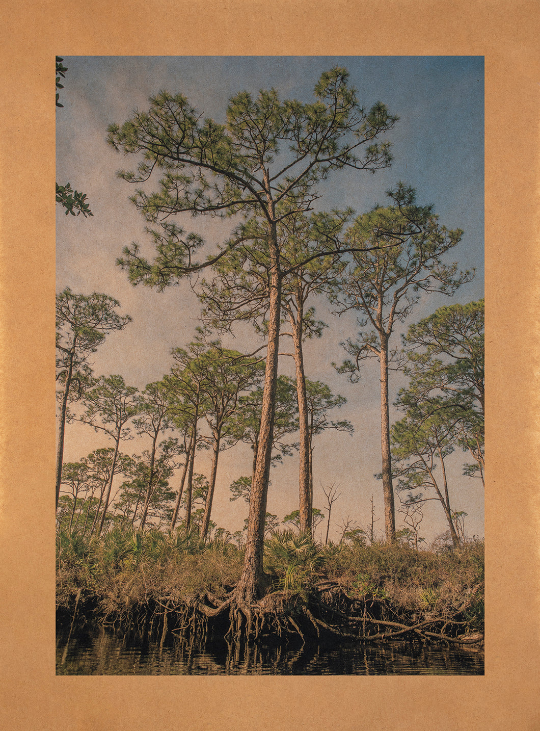 Longleaf Pinesong, Florida