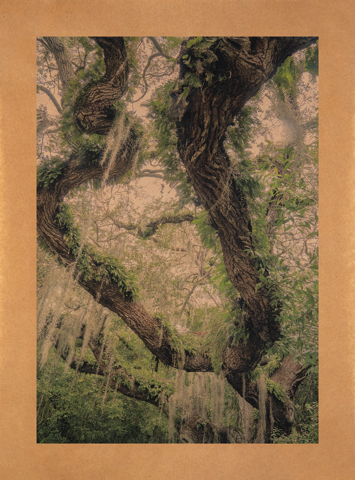 Song for Tennessee Williams, Florida