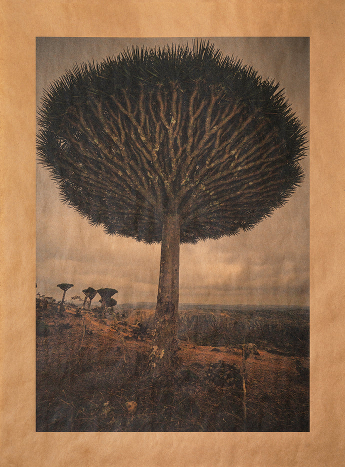 TIme Wanderer, Socotra Island, Yemen