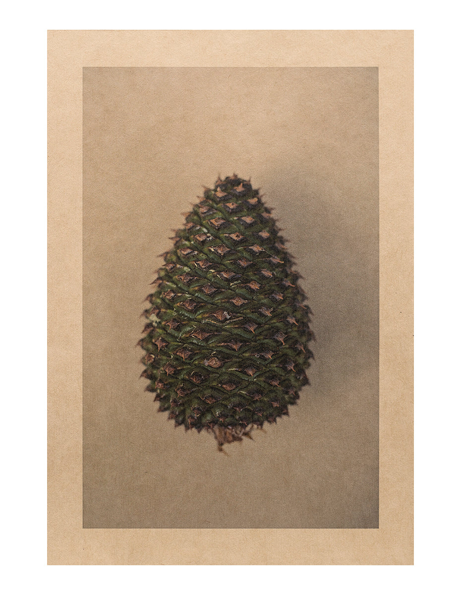 Bunya Pinecone