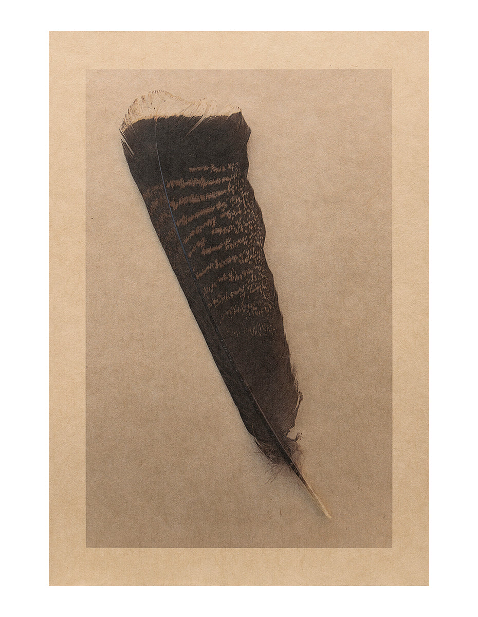 Turkey Feather