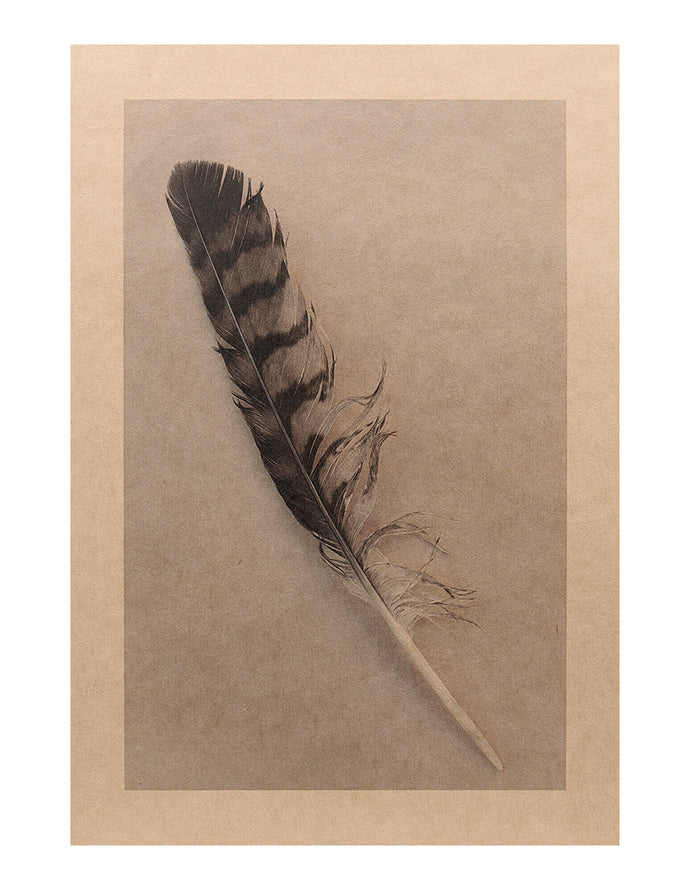 Hawk Feather