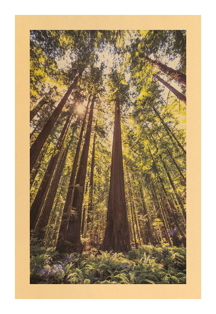 Symbiosis Song, Redwood National Park, California