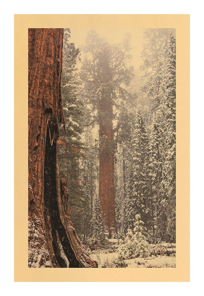 Sherman's Song, Sequoia National Park, California