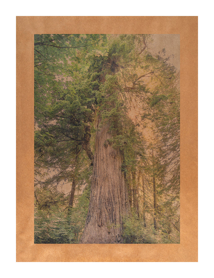 Liberty Song, Redwoods State Park, California