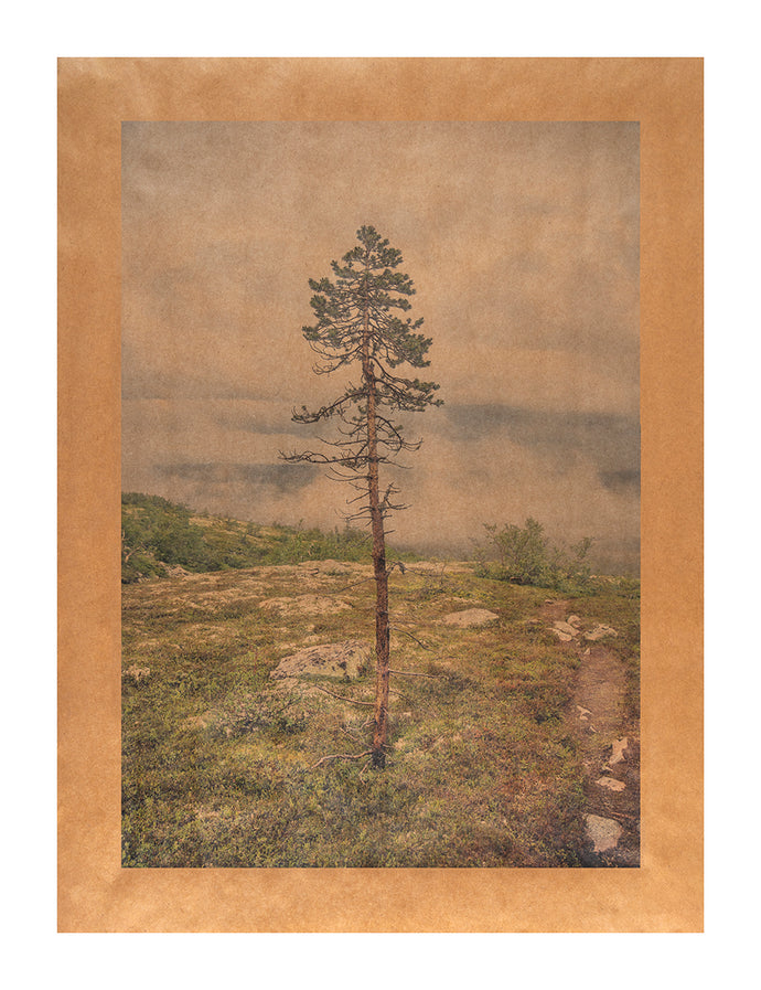 Old Tjikko's Cousin, Fullufjallet National Park, Sweden