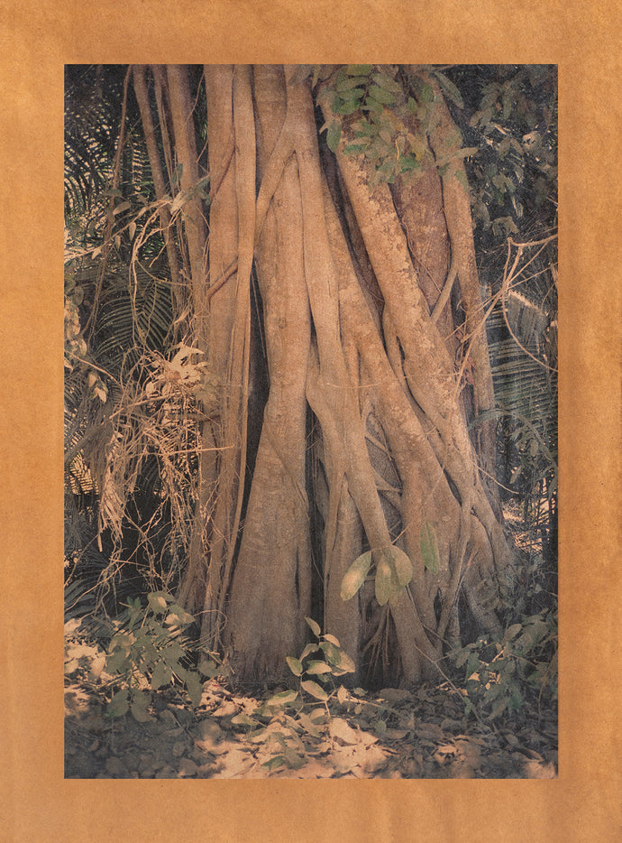 Song of the Curandera, Nayarit, Mexico
