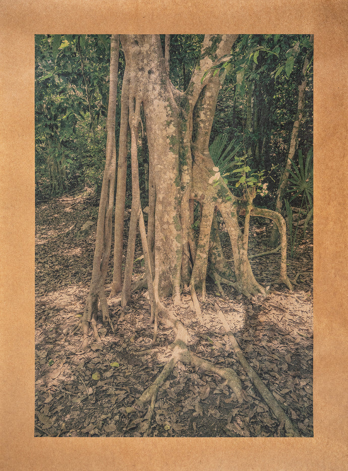 Bodhisattva Song, Yucatan Peninsula, Mexico