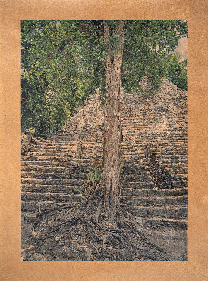 Roots of Coba, Yucatan Peninsula, Mexico