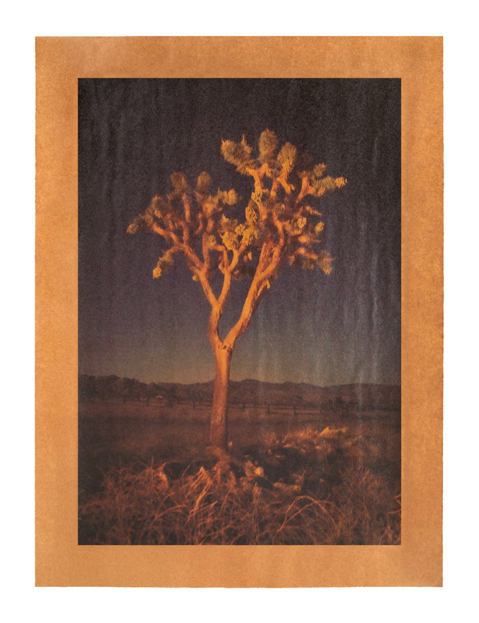 Hunting for Nighthawks, Pioneertown, California