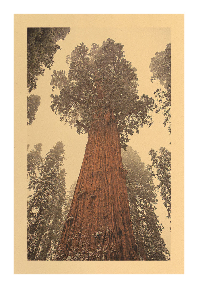 Medicine Song, Sequoia National Forest, CA