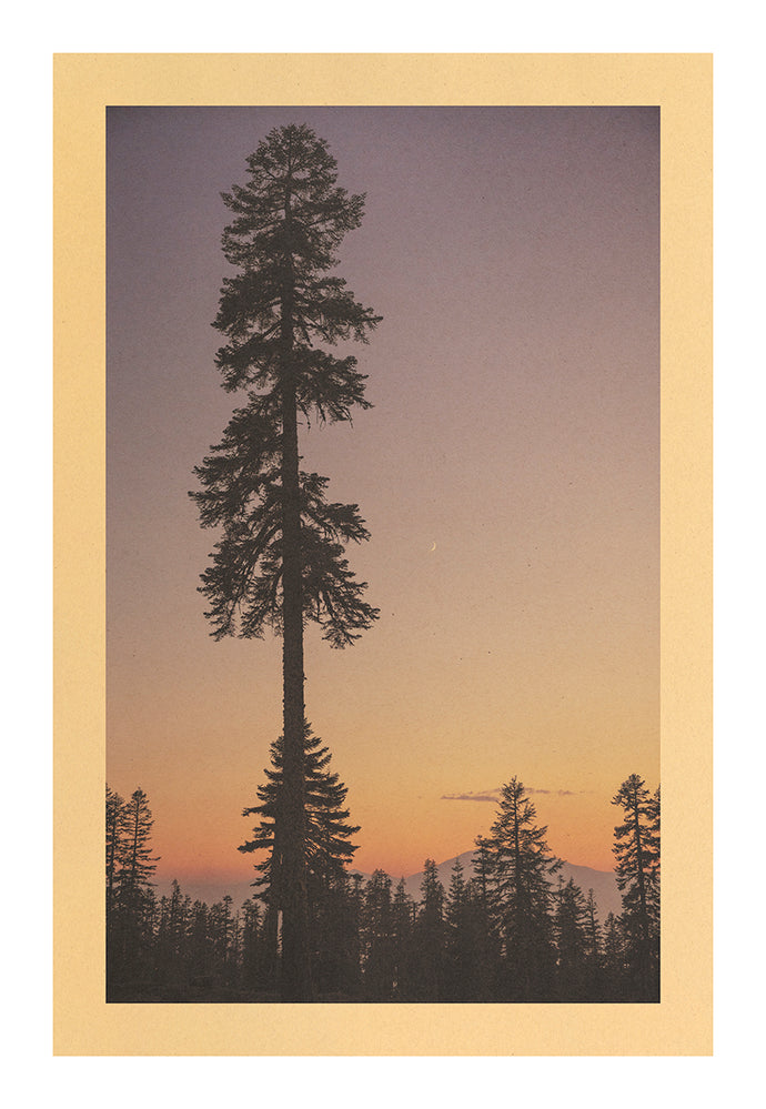 Night Song, Mt. Shasta National Forest