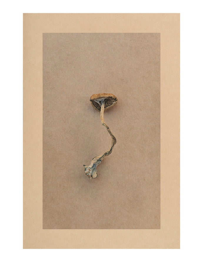 Mycelium Song, Spindle Galaxy