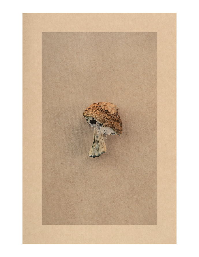 Mycelium Song, Perseus A