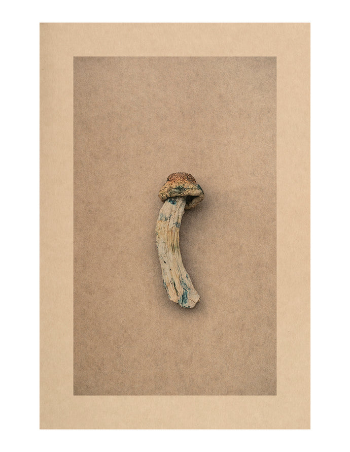 Mycelium Song, Fornax Dwarf