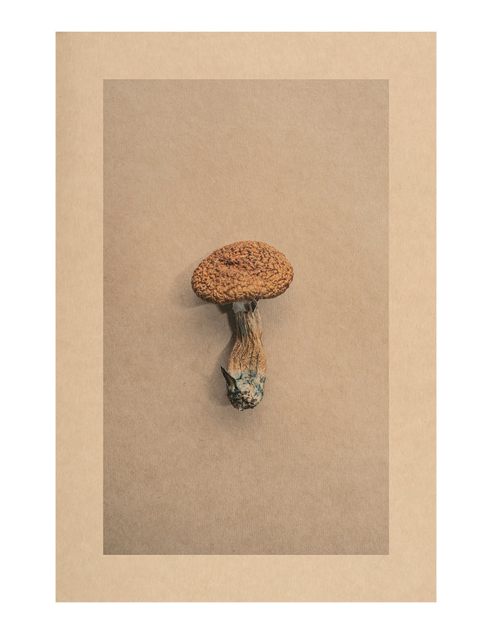 Mycelium Song, Ursa Minor Dwarf