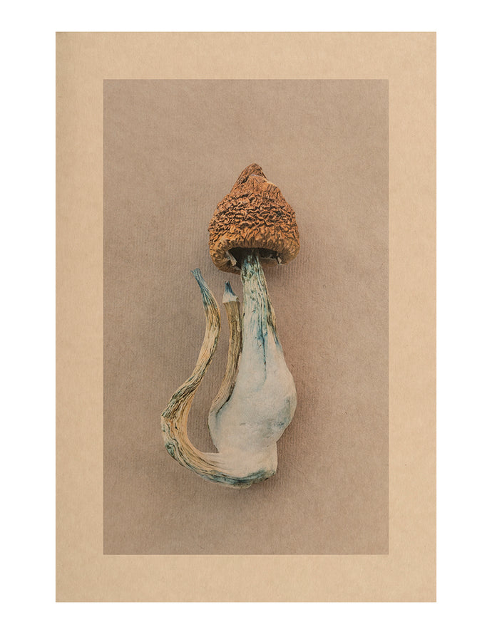 Mycelium Song, Hardcastle Nebula