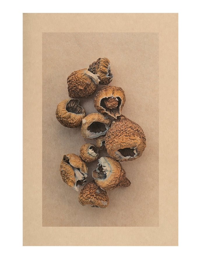 Mycelium Song, Atoms-For-Peace