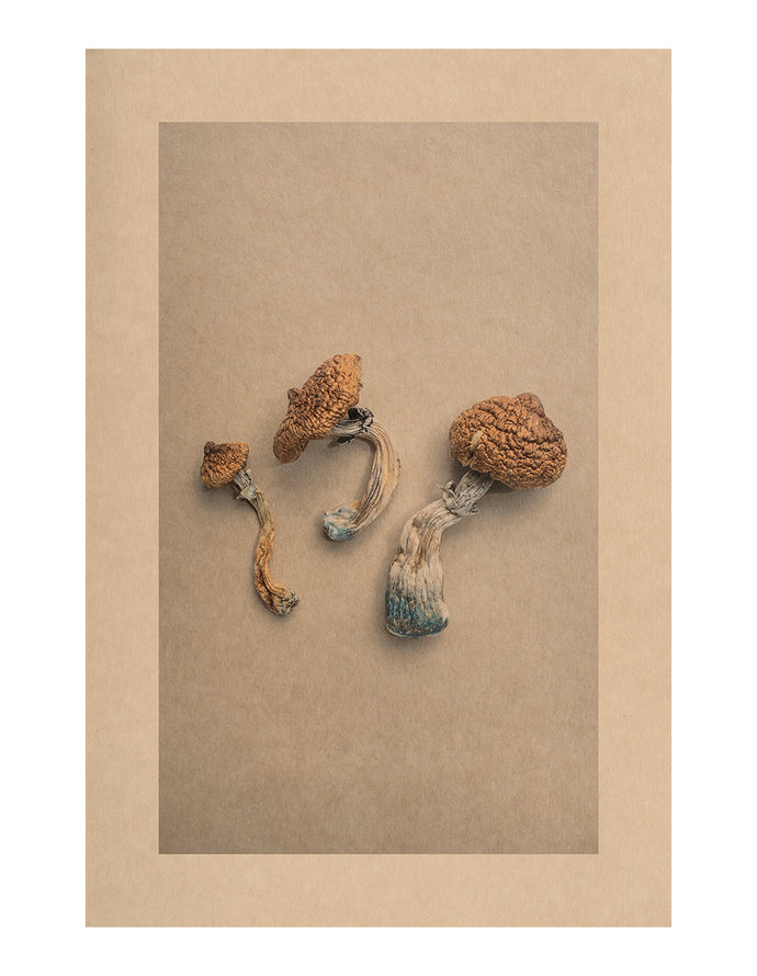 Mycelium Song, Wild's Triplet