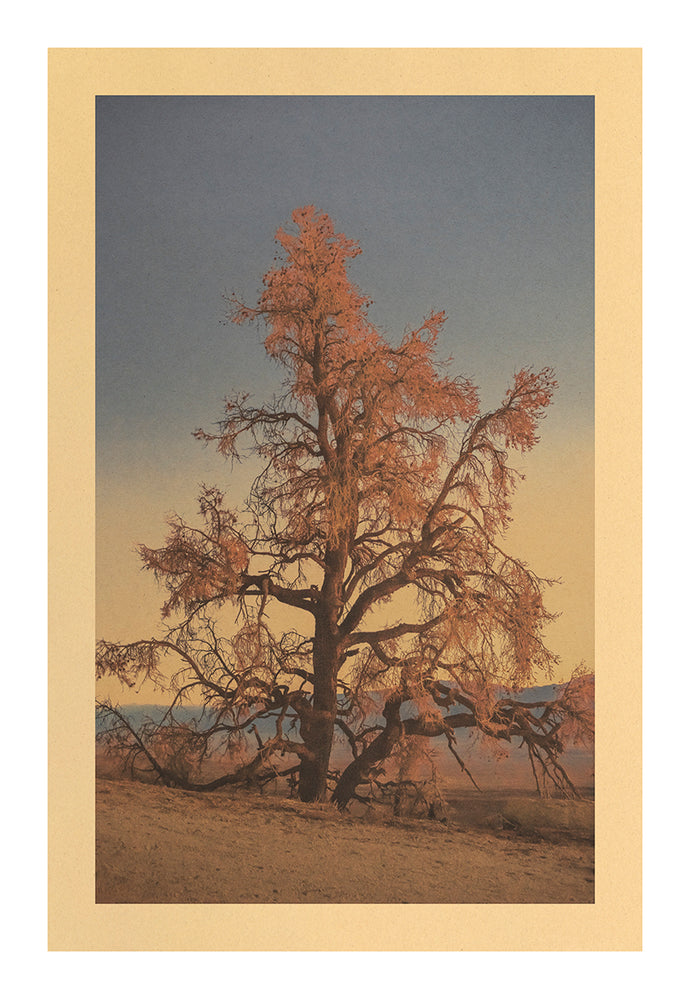 Siren Song, Death Valley National Park