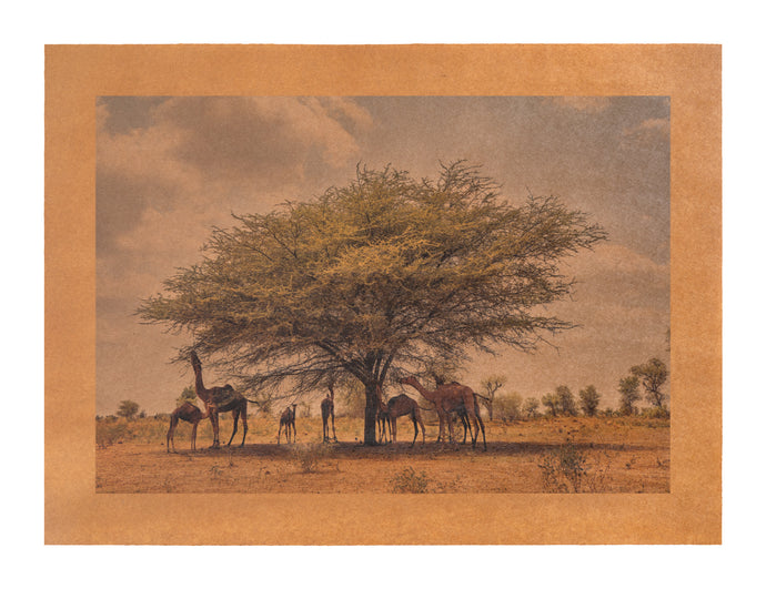 Song for Water, Pushkar, India