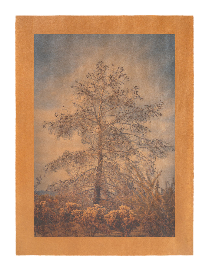 Song for the Airwaves, Joshua Tree, California